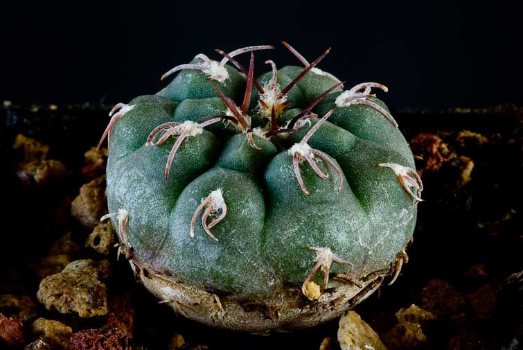 Gymnocalycium mucidum v. ferrarii P 136
